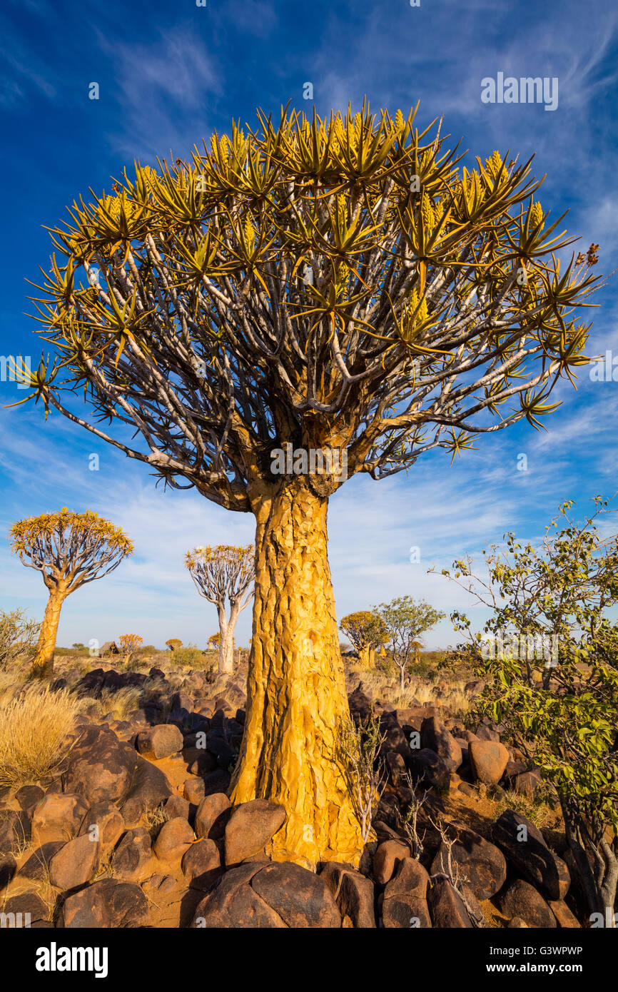 The Quiver Tree Forest (Kokerboom Woud in Afrikaans) is a forest and