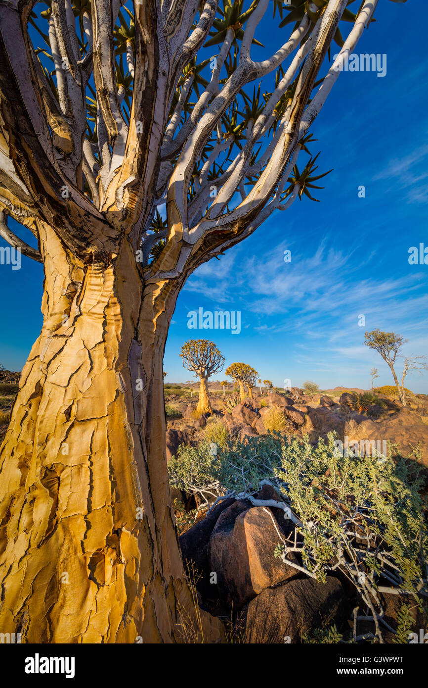 The Quiver Tree Forest (Kokerboom Woud in Afrikaans) is a forest and tourist attraction of southern Namibia. Stock Photo