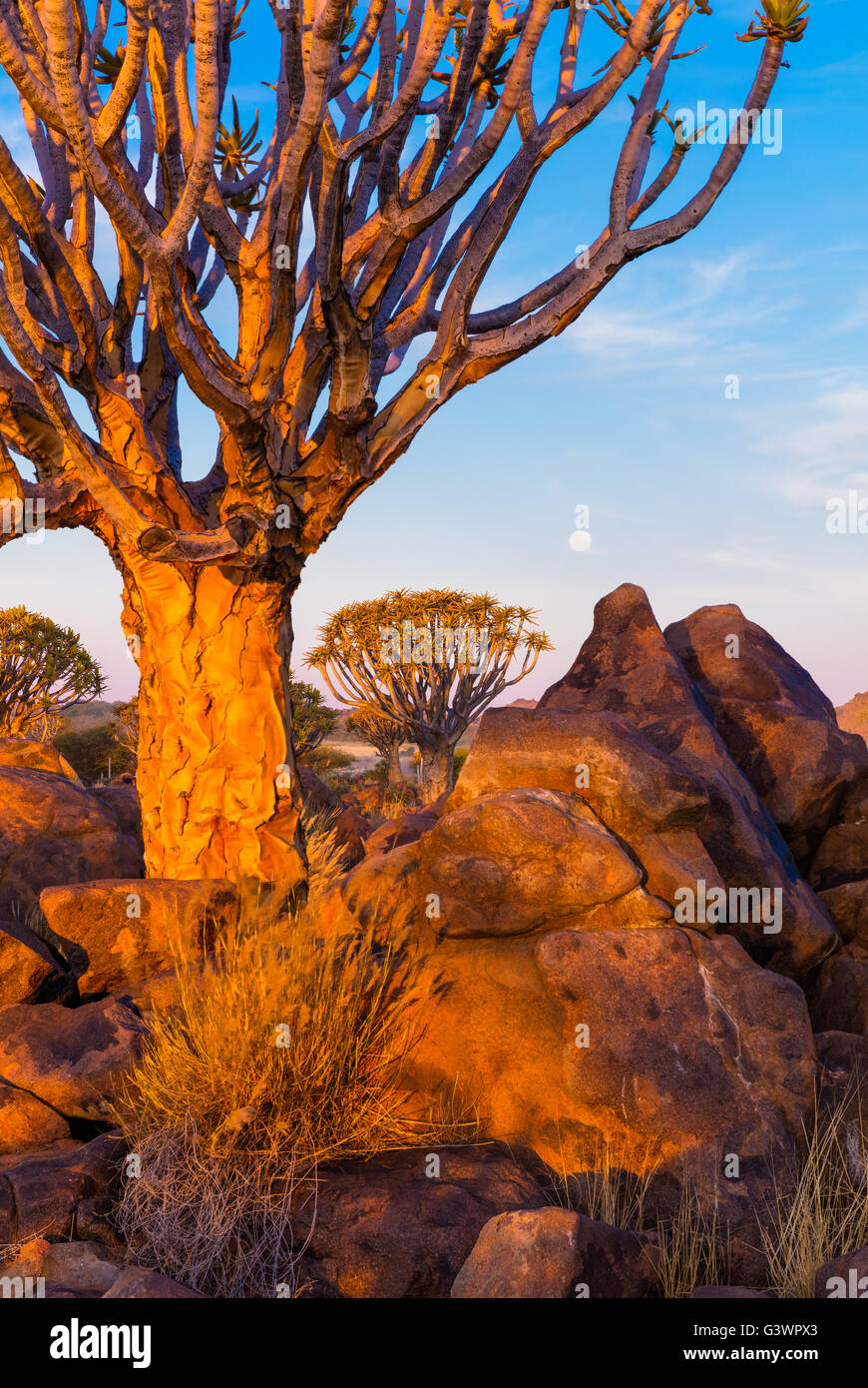 The Quiver Tree Forest (Kokerboom Woud in Afrikaans) is a forest and