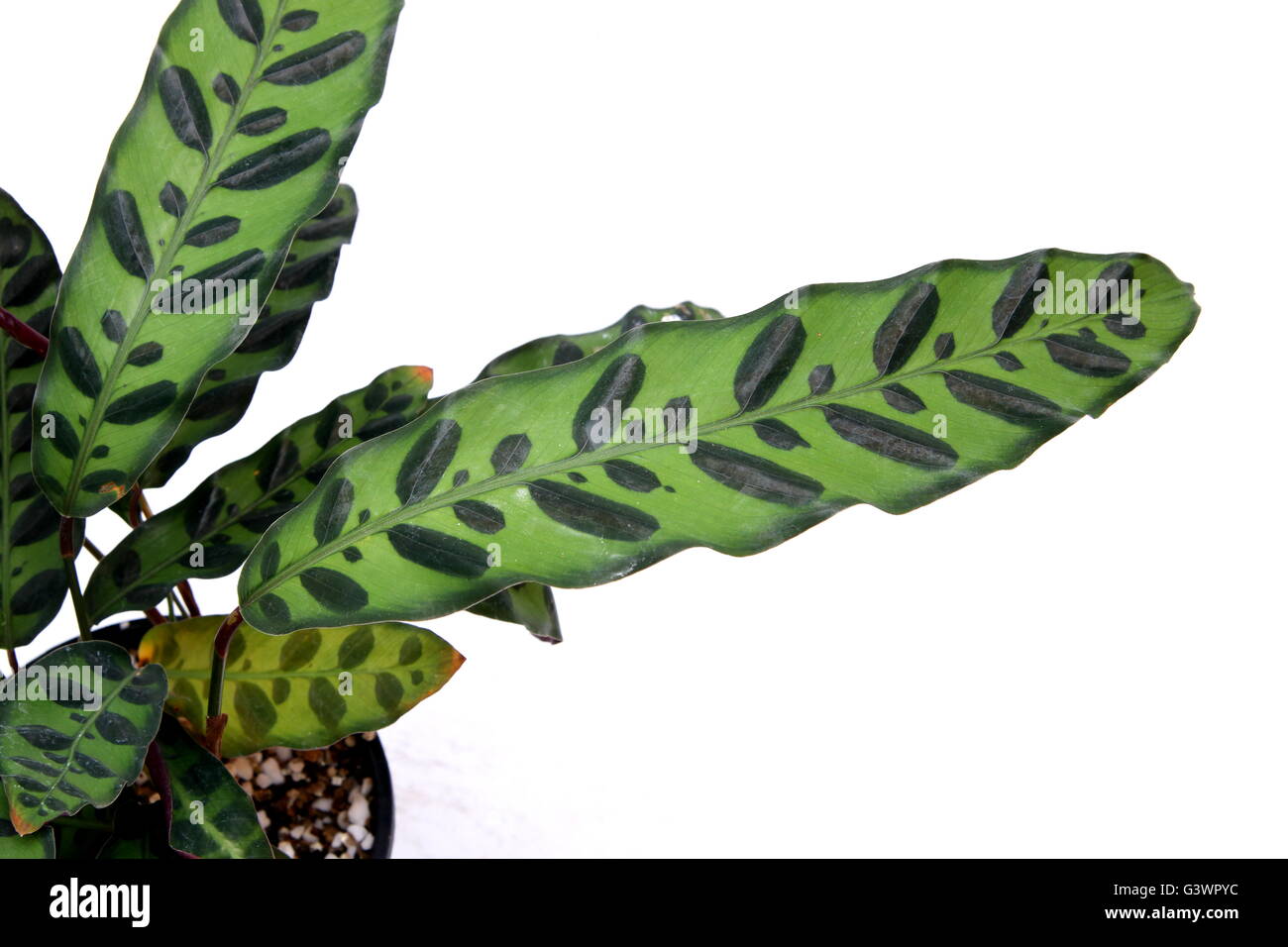 Calathea insignis or Calathea lancifolia or also known as Rattlesnake