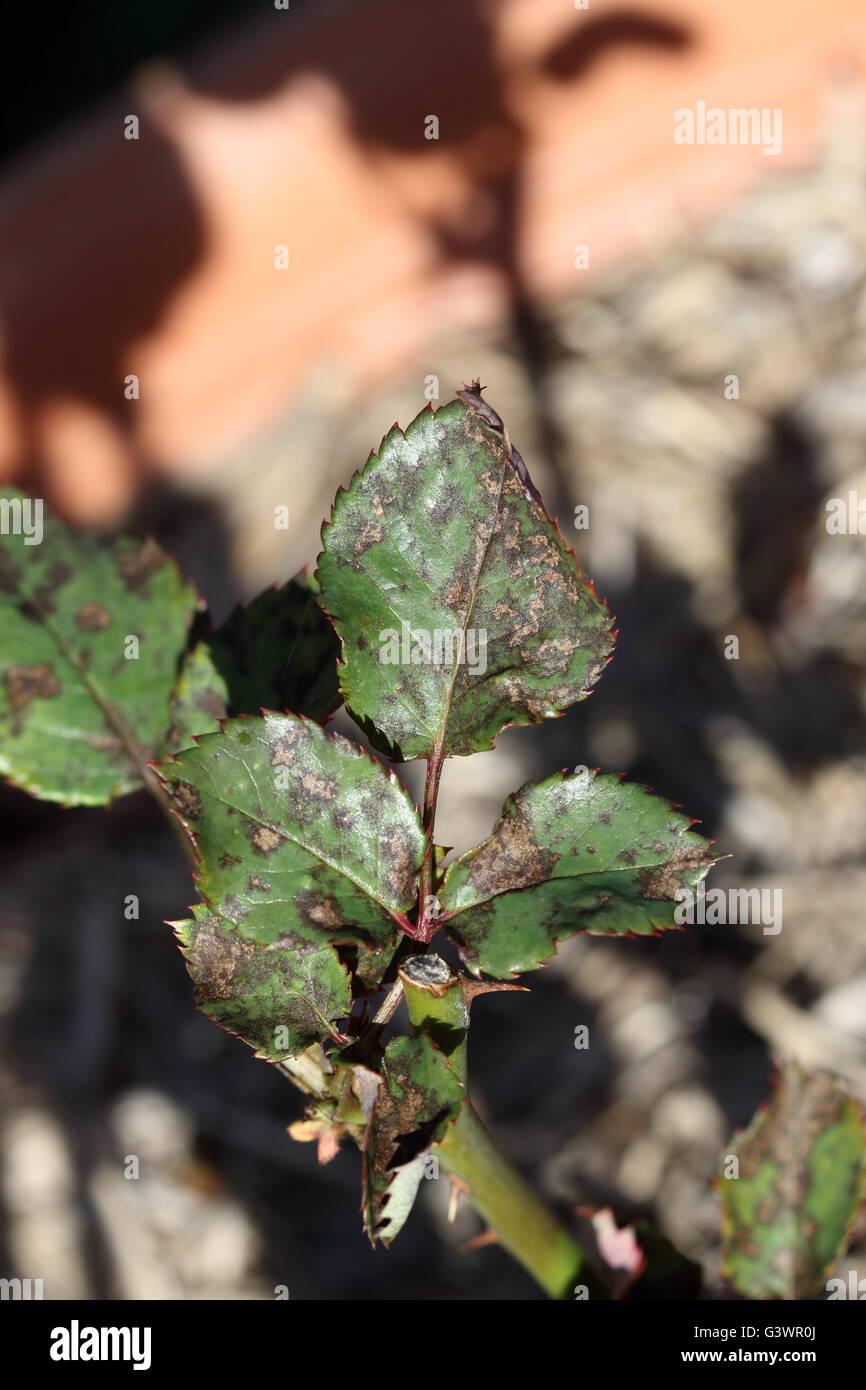 Black spot Fungus Disease on roses leaves Stock Photo