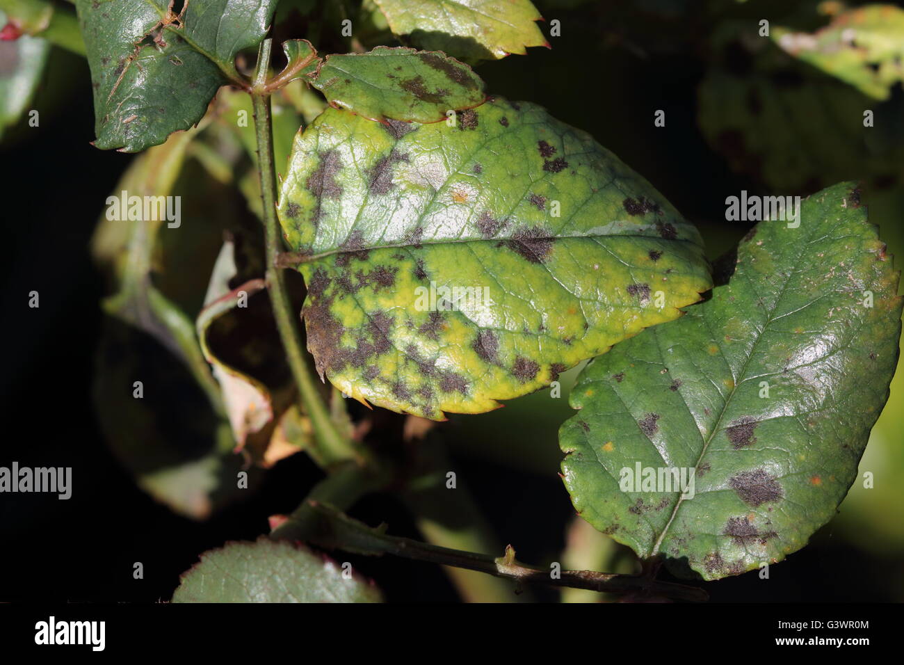 Close up of Black spot Fungus Disease on rose leaves Stock Photo