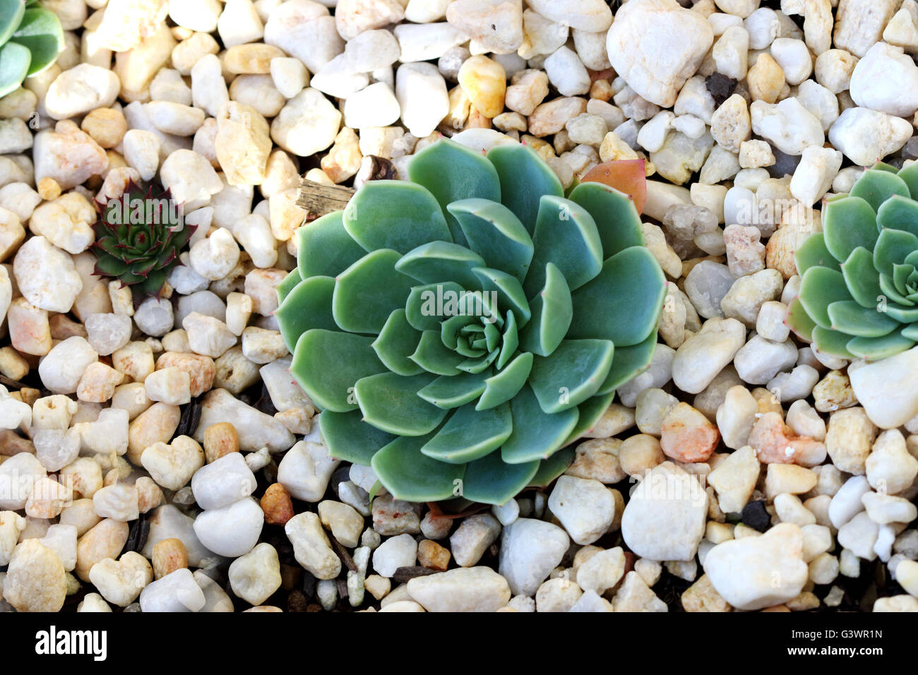 Close up  Echeveria glauca or known as Aeonium or known as Green Rose succulent growing in a pot with gravel Stock Photo