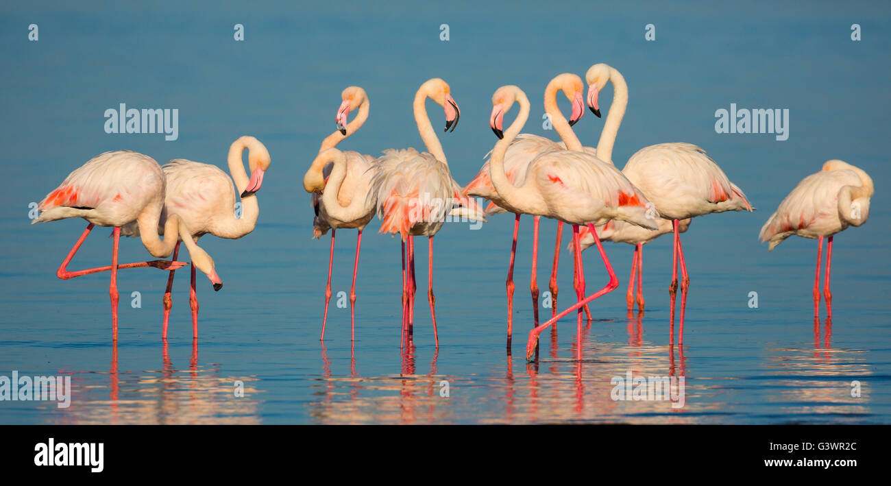 Flamingos are a type of wading bird in the genus Phoenicopterus, the only genus in the family Phoenicopteridae. Stock Photo