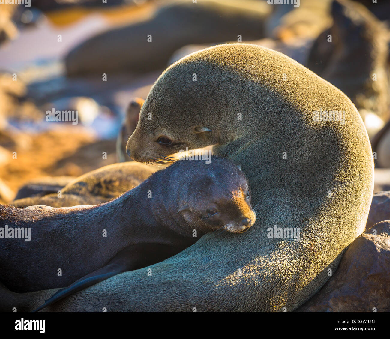 Fur seal colony in Cape Cross, Namibia Stock Photo