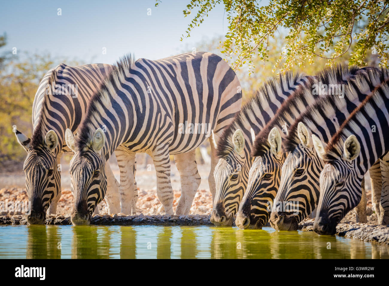 Zebras are several species of African equids (horse family) united by their distinctive black and white striped coats Stock Photo - Alamy Zebras are several species of African equids (horse family) united by their distinctive black and white striped coats Stock Photo - Alamy