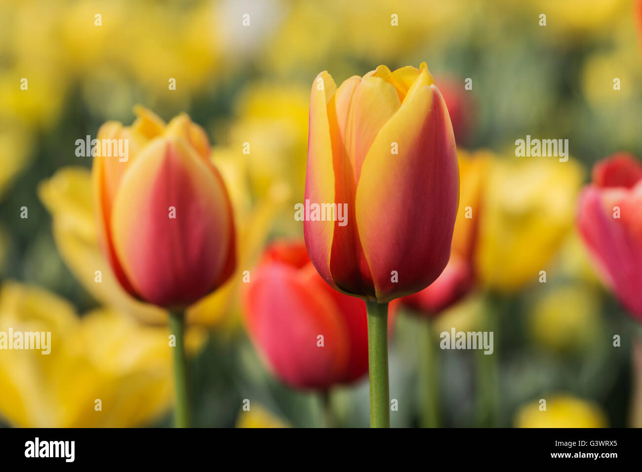 Pralormo castle, flourishing tulips in April for the event "Messer Tulipano",Piedmont,Italy,Europe Stock Photo
