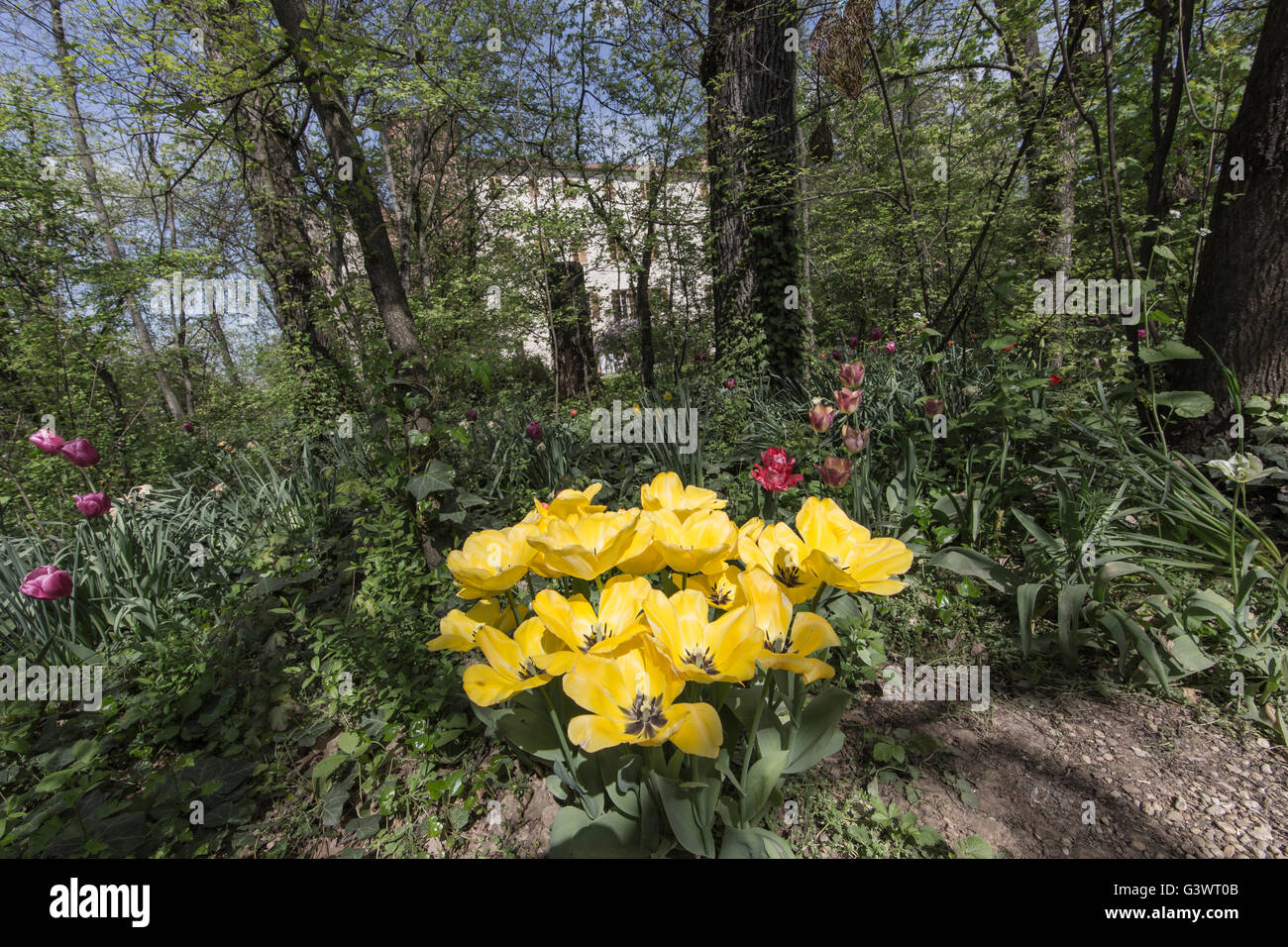 Pralormo castle, flourishing tulips in April for the event "Messer Tulipano",Piedmont,Italy,Europe Stock Photo
