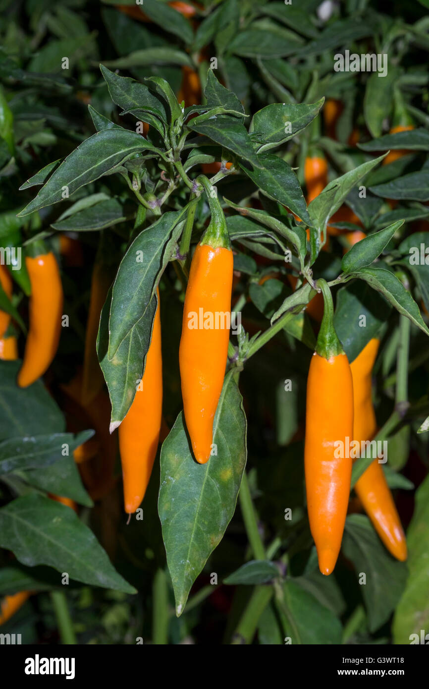 Italy, Milan, chili peppers market exhibition, Golden Cayenna, high pungency (spicy heat