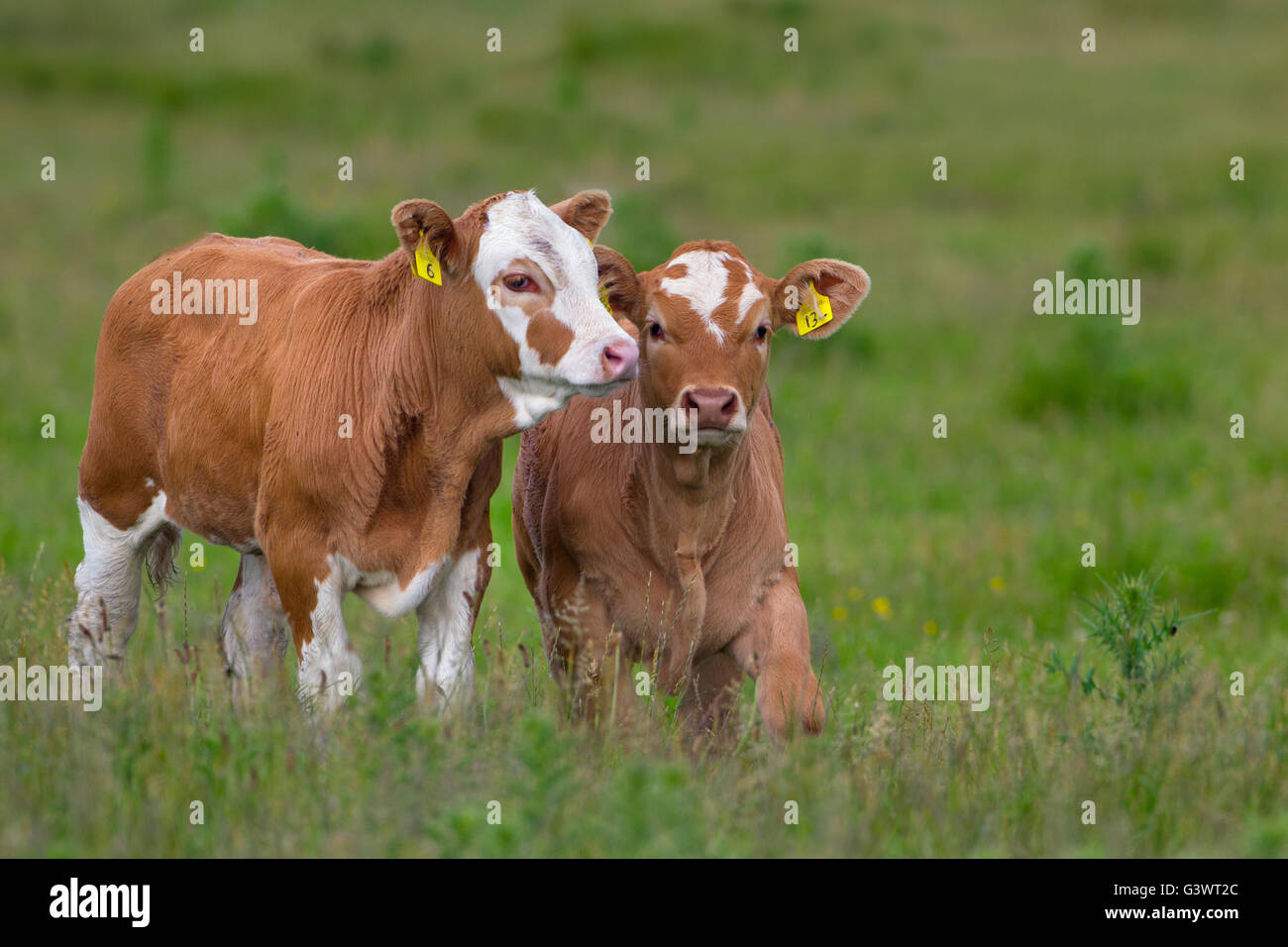 Mixed breed beef Calves in  meadows at Cley grazing marshes Norfolk Stock Photo