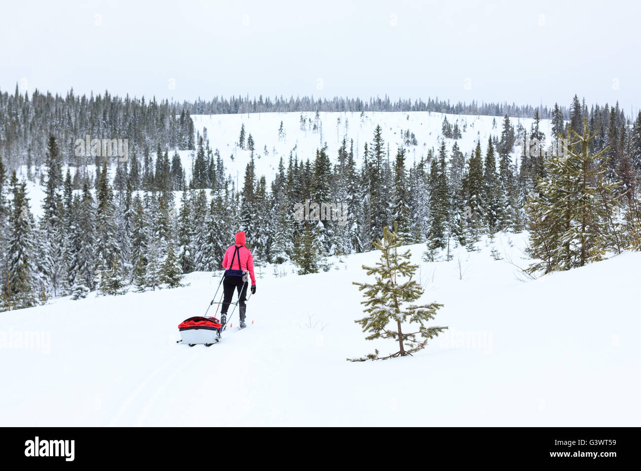 Young woman cross country skiing with pull behind baby pulk sled Stock Photo