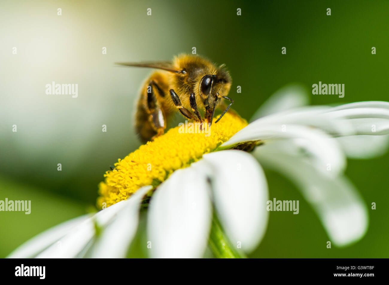Bee Bumble Stock Illustrations – 12,673 Bee Bumble Stock