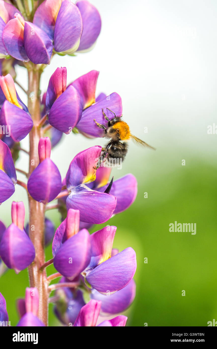 Flying bumble bee insect hi-res stock photography and images - Alamy