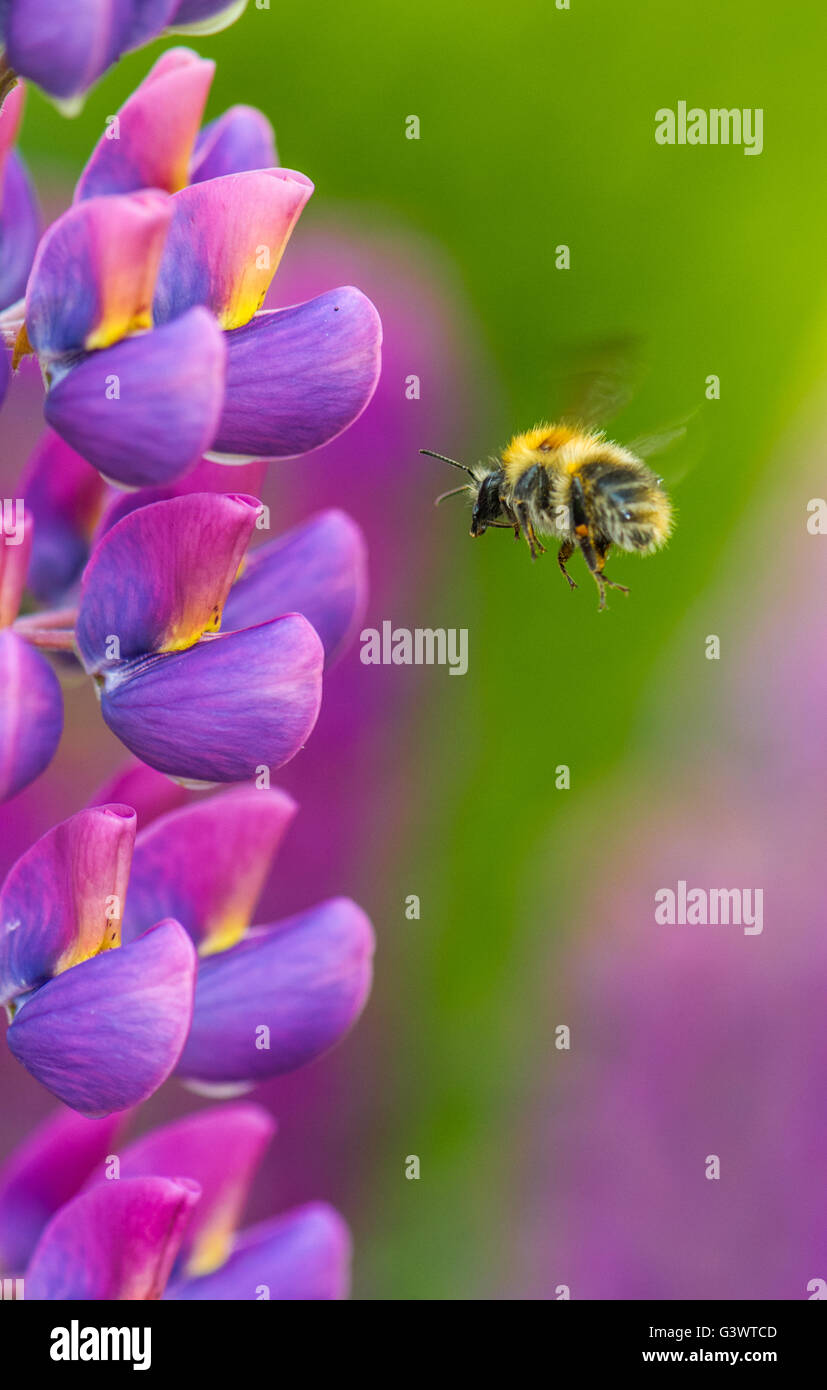 Bumble bee flying and collecting honey and pollen from a lupin flower. Stock Photo