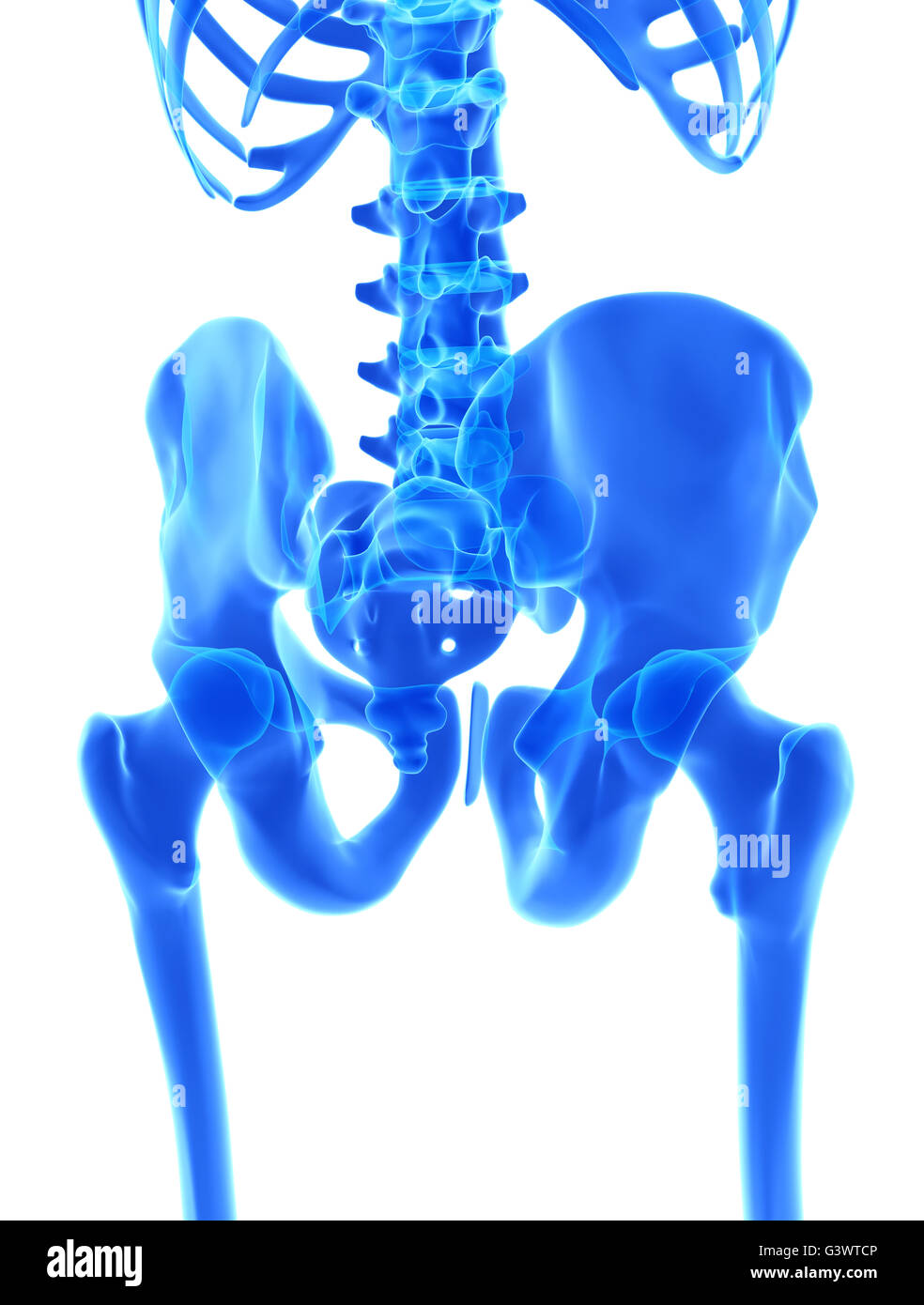 1,343 Male Pelvic Bone Images, Stock Photos, 3D objects, & Vectors