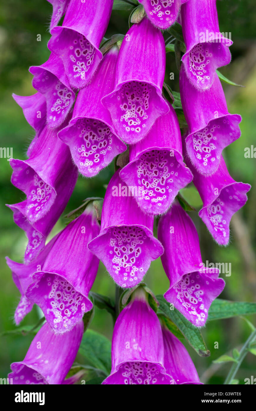 Foxglove Digitalis purpurea in flower Stock Photo