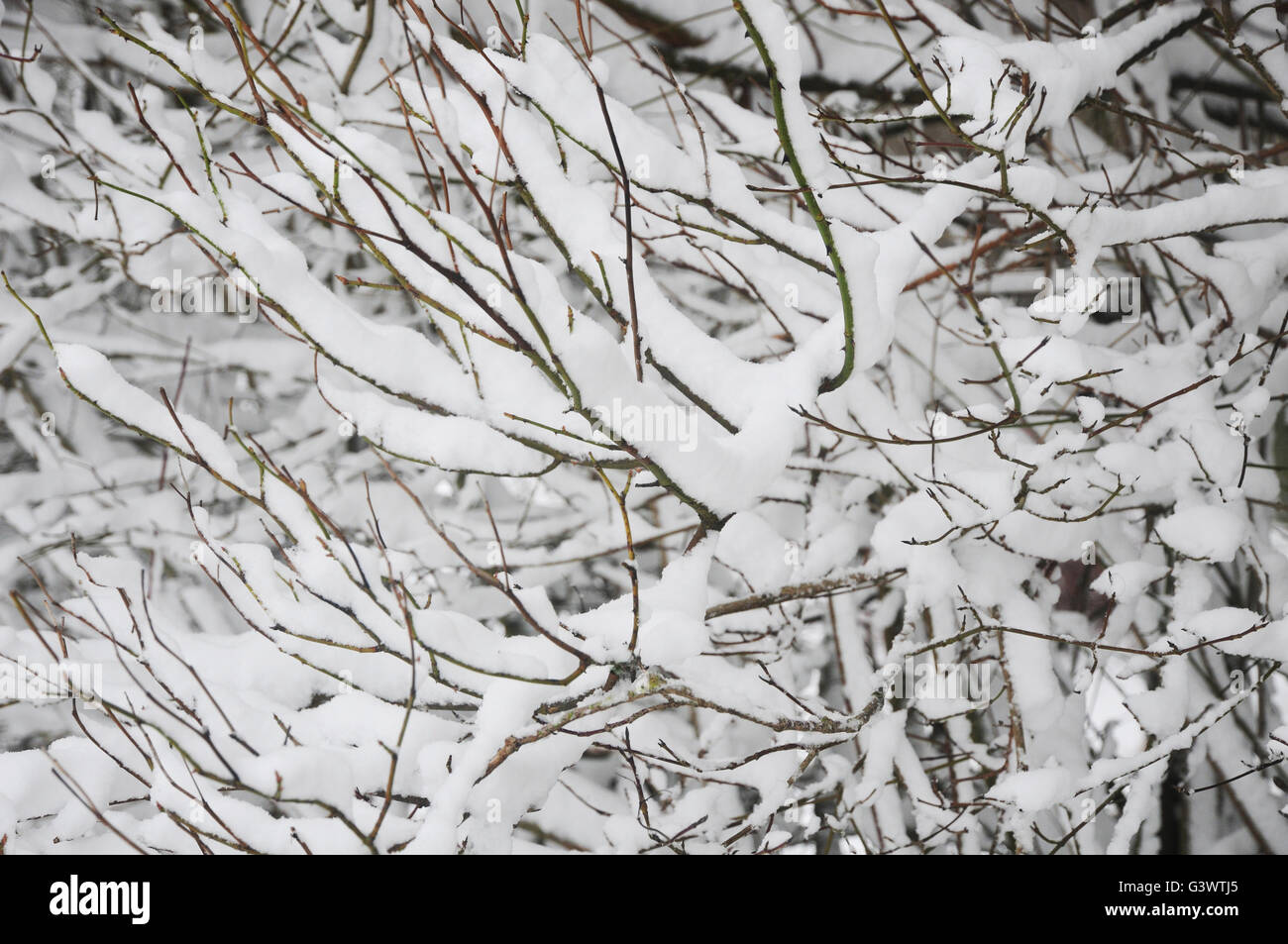 snow lying on bush twigs Stock Photo