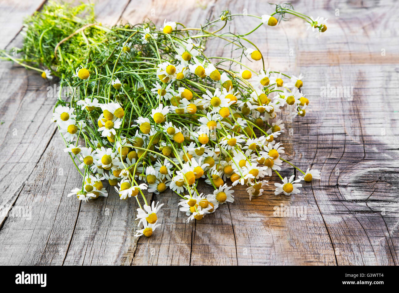 Chamomile hi-res stock photography and images - Alamy