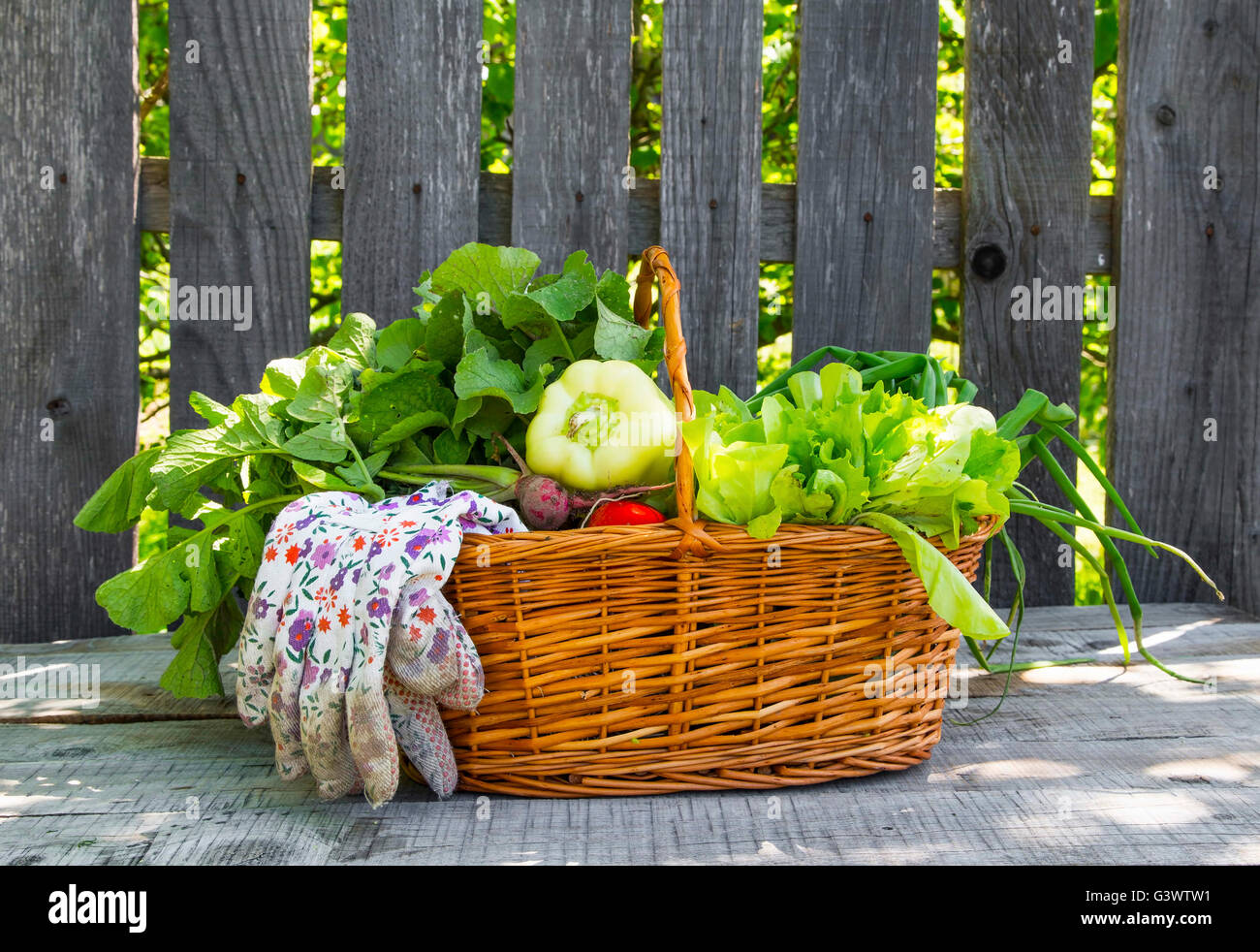 Freshly picked organic vegetables basket in the garden Stock Photo