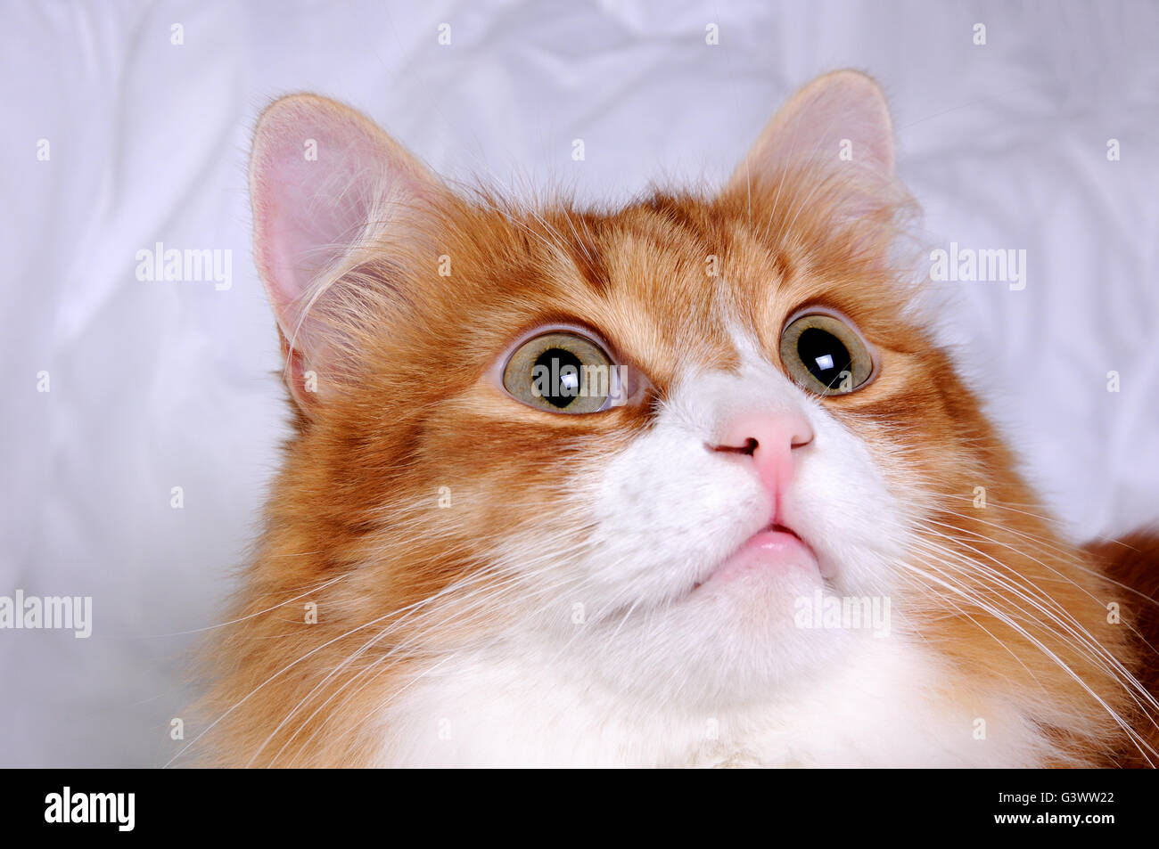 Head red-headed cat looking up, very focused closeup Stock Photo