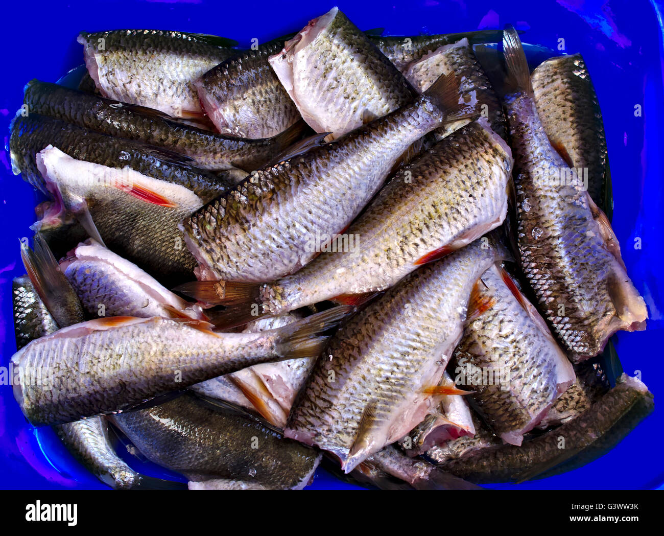 Fish On A Tray Ready For Smoking Stock Photo Alamy