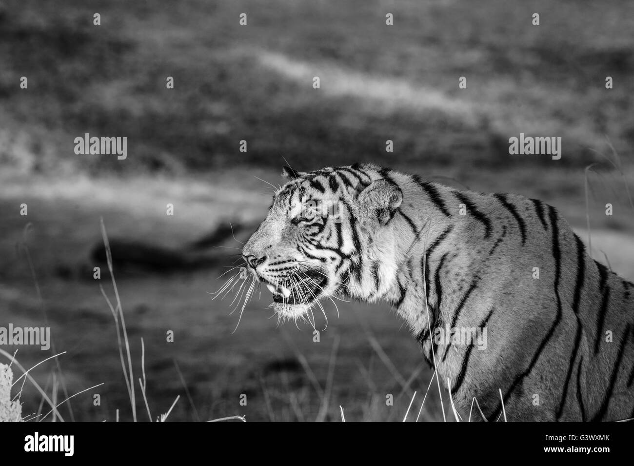 Royal Bengal Tiger Stock Photo - Alamy