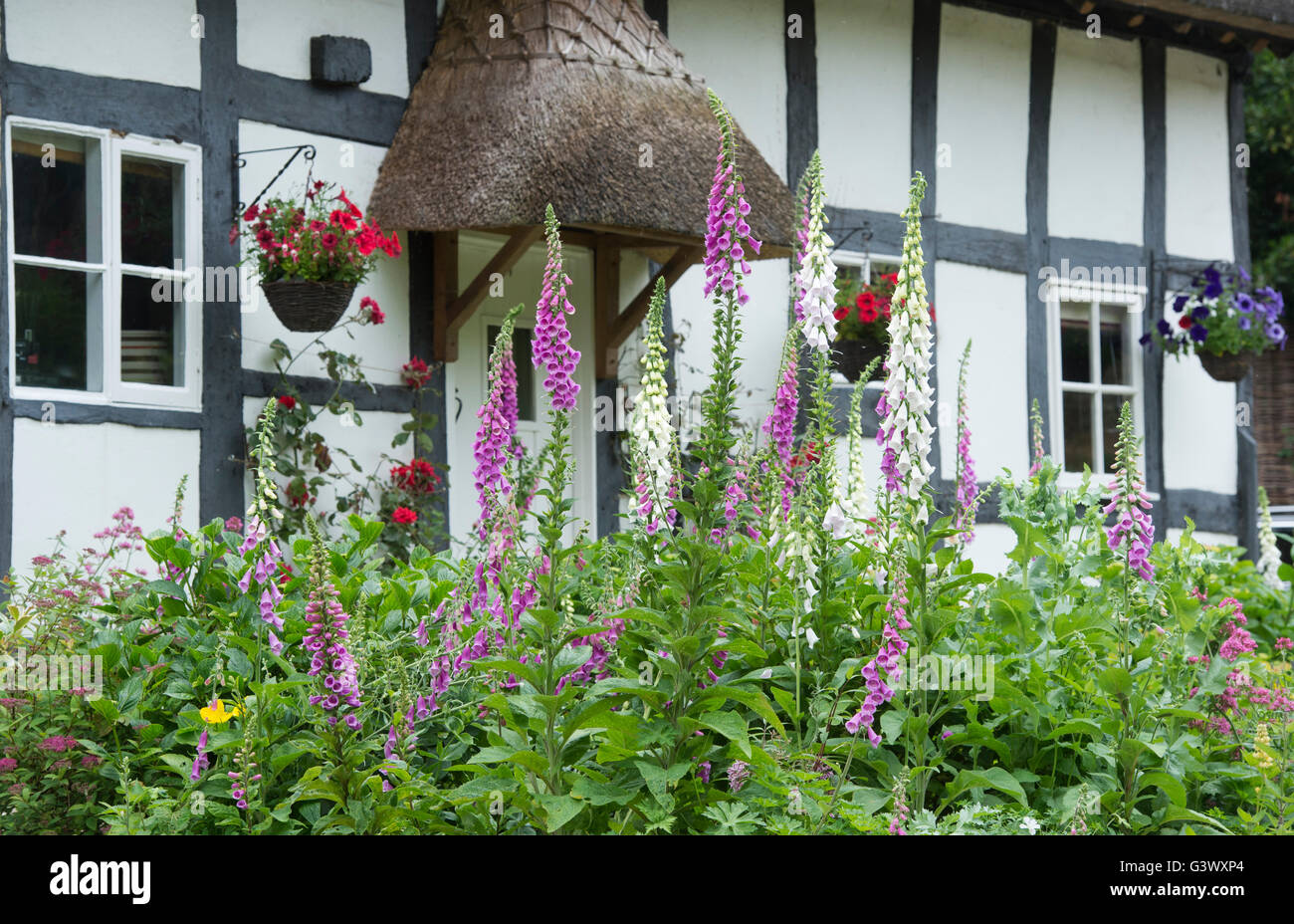 Foxgloves in the front garden of a thatched black and white timber framed cottage. Ashton Under Hill, Worcestershire, UK Stock Photo