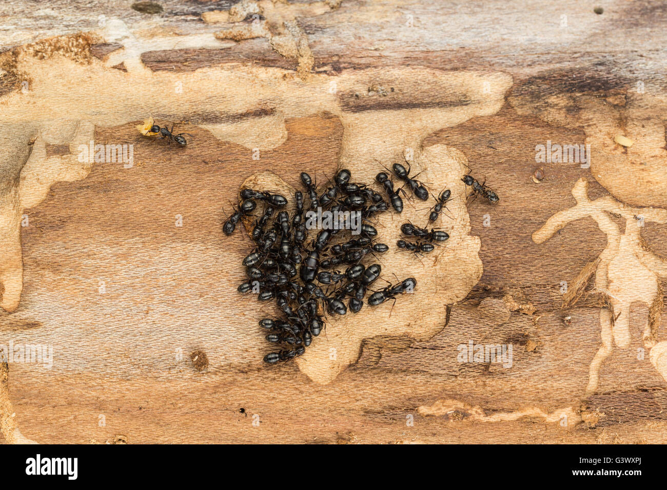 Close up of ant colony with queen and offspring, found under bark of pine tree firewood. Likely carpenter ants Camponotus Stock Photo