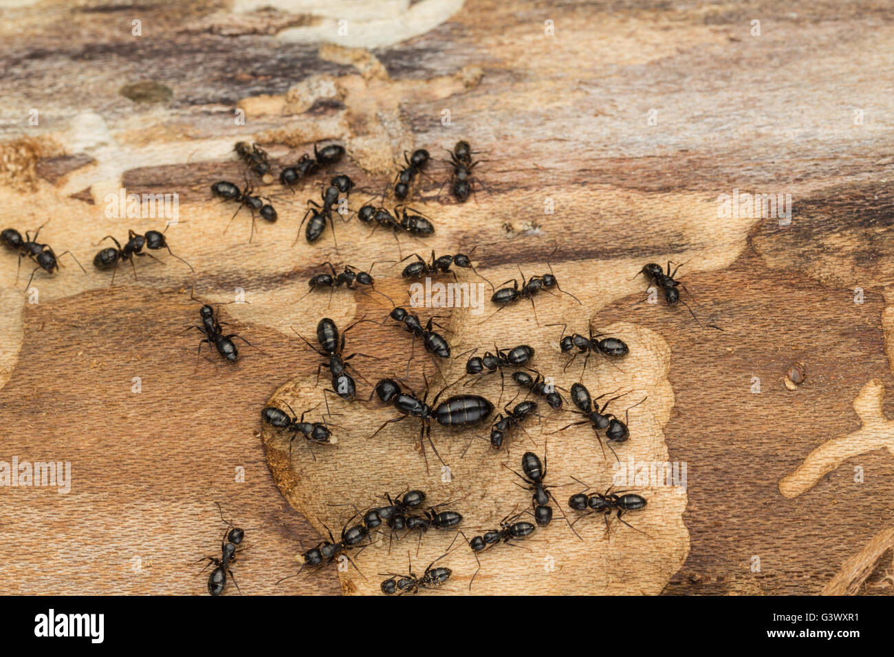 Ant colony disperses after discovery under bark of pine tree firewood. Likely carpenter ants