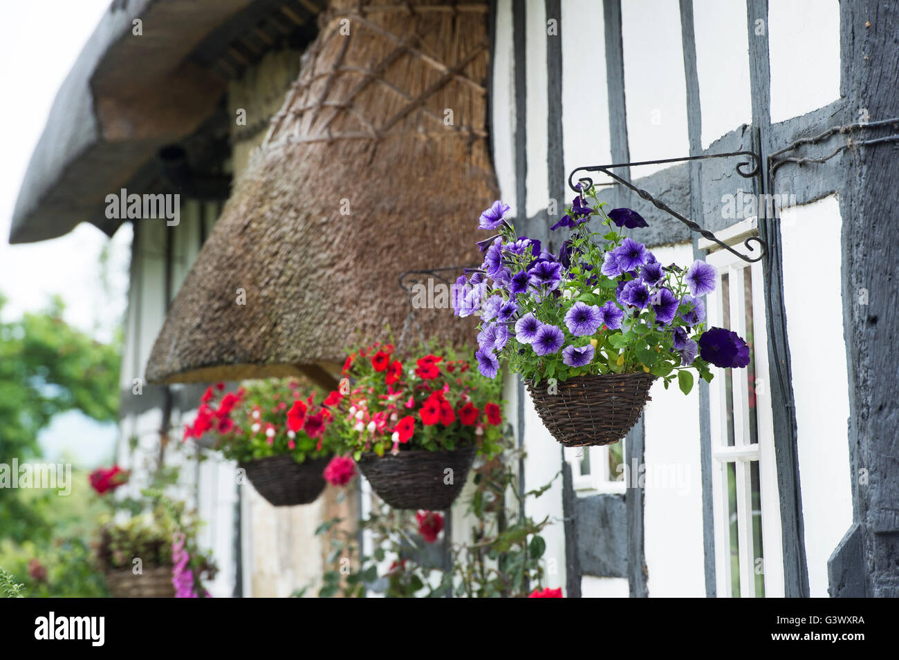 Hanging baskets in front of a black and white timber framed cottage. Ashton Under Hill, Wychavon district, Worcestershire, UK Stock Photo