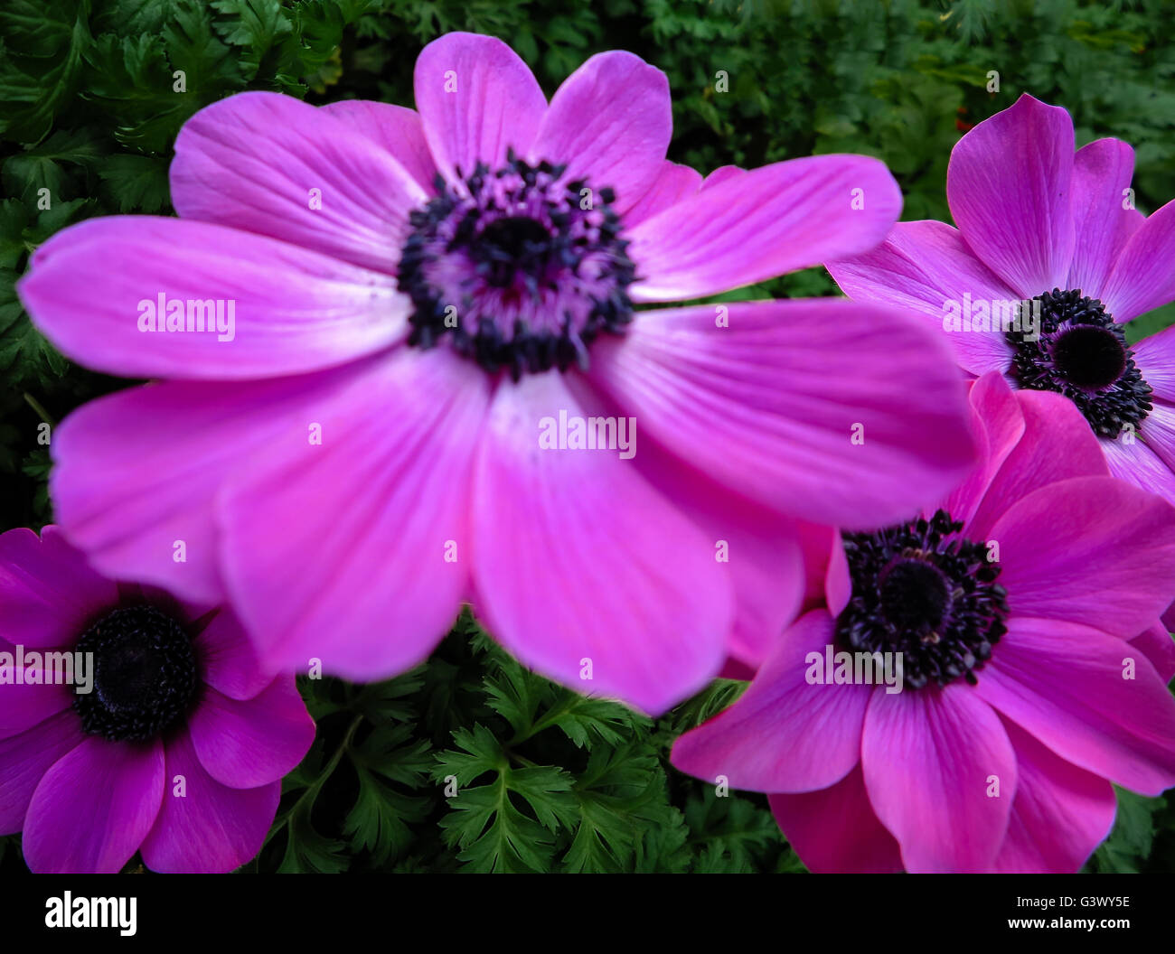 Garden Anemone coronaria Stock Photo Alamy