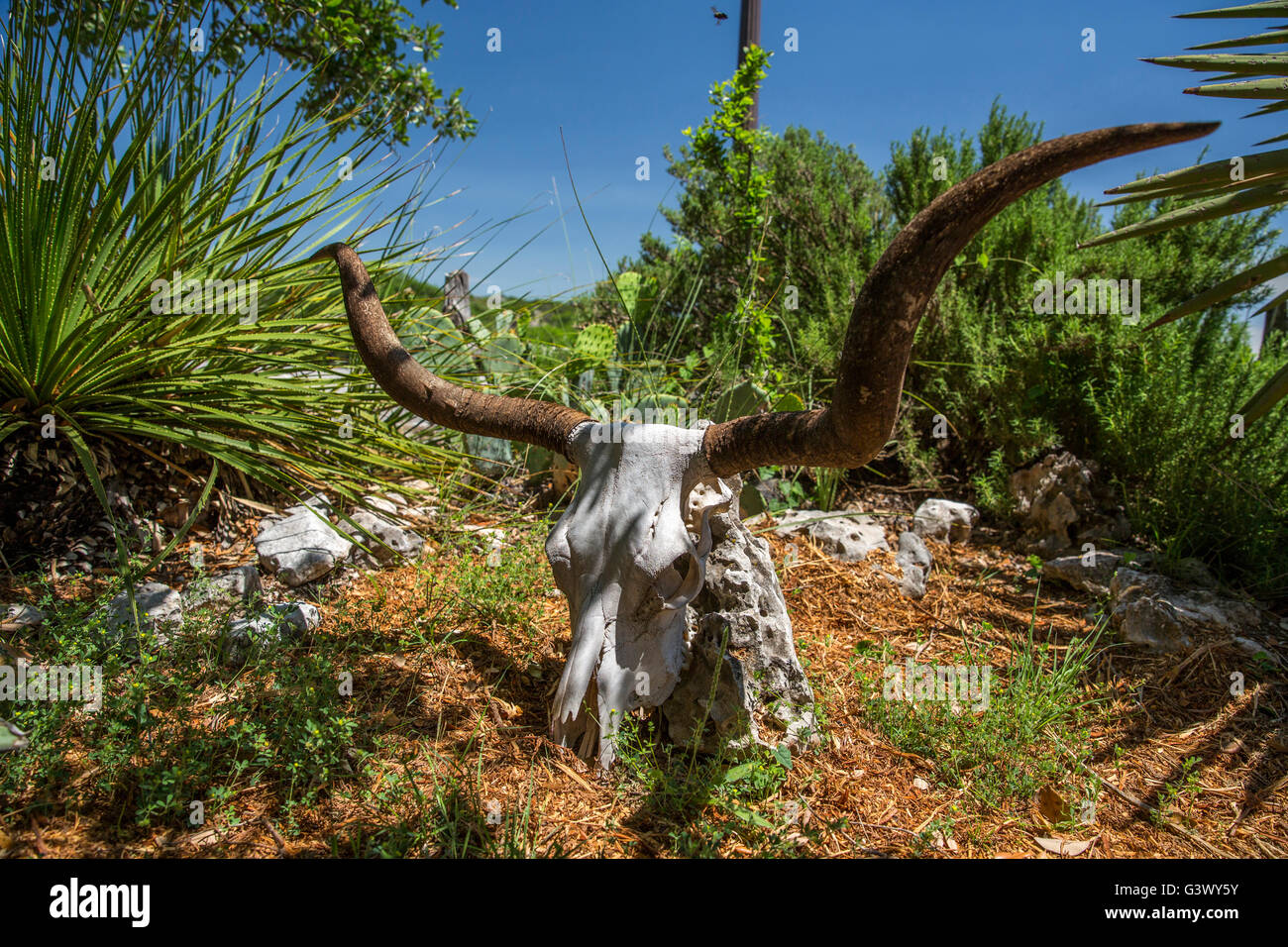 Texas longhorn skull on ranch Stock Photo