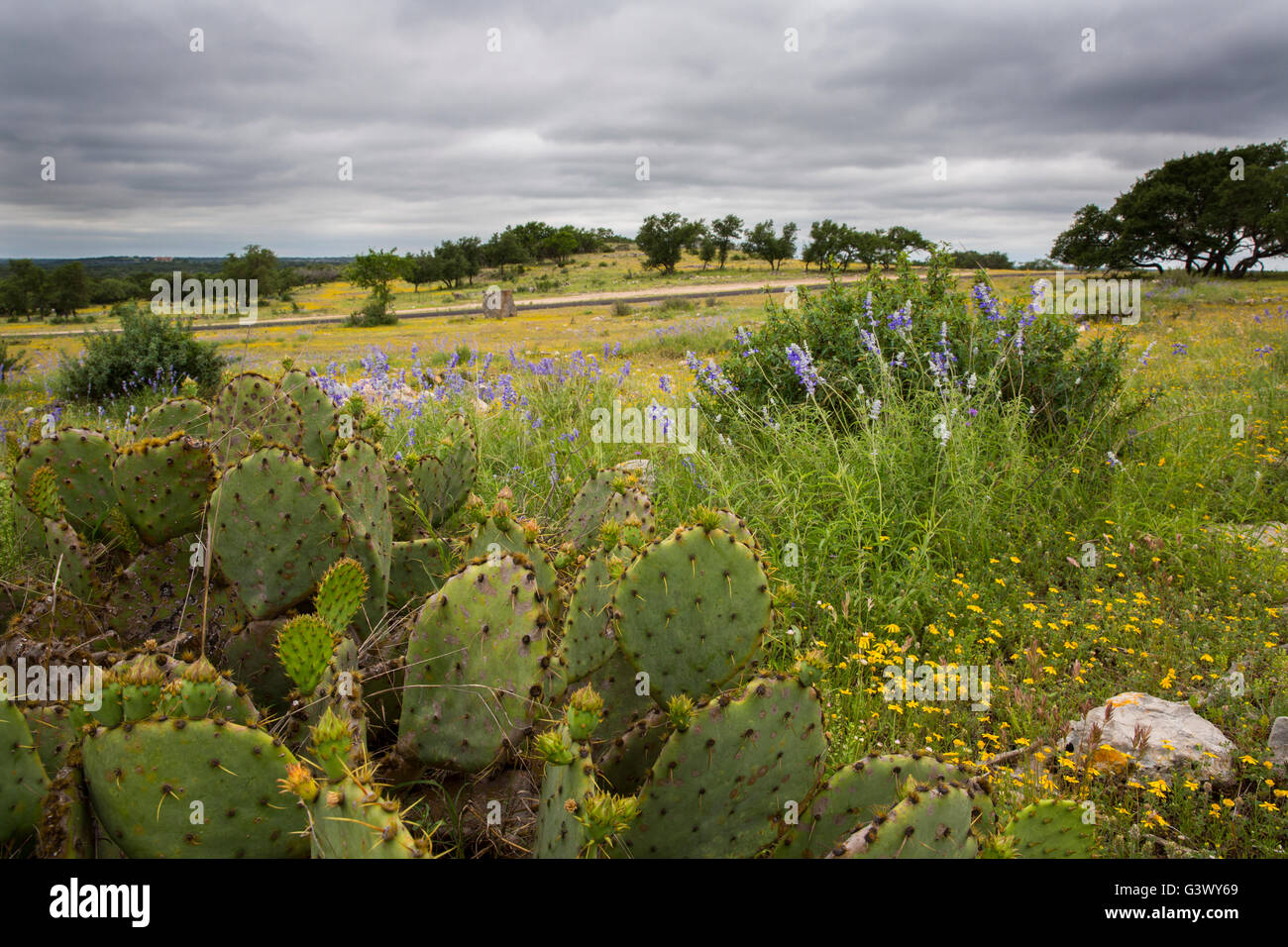Texas prairie with cacti and wildflowers Stock Photo