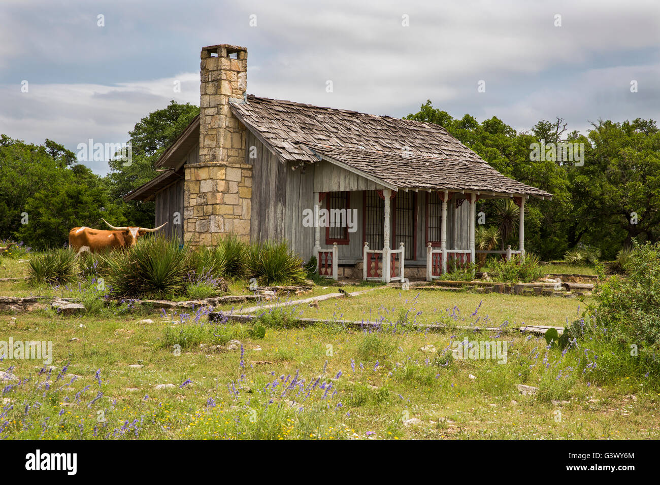 Texas cabin on ranch with longhorns Stock Photo