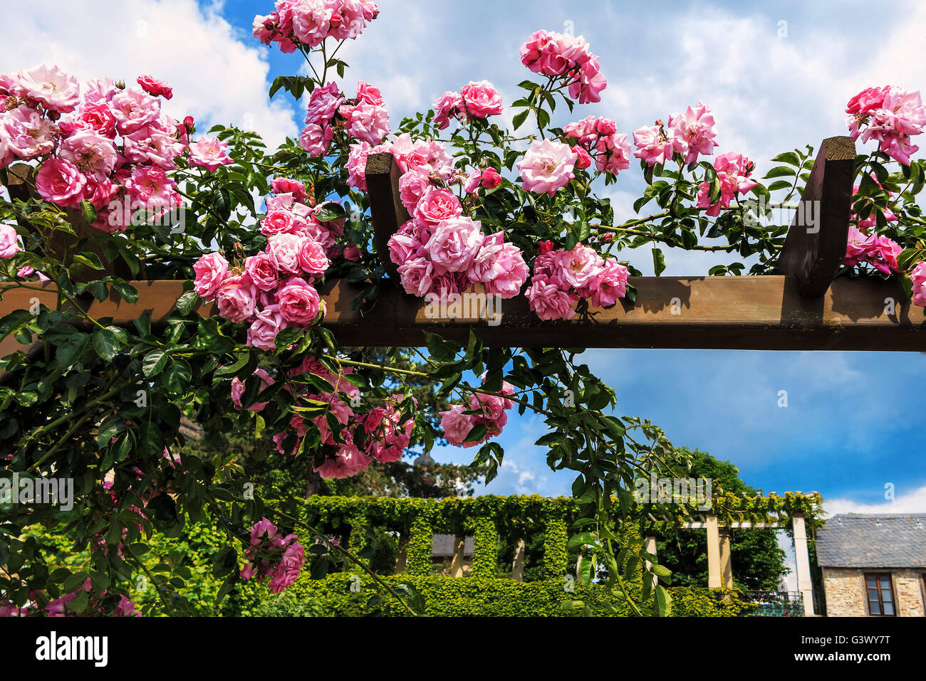 Pink climbing roses in Eltville am Rhein Stock Photo
