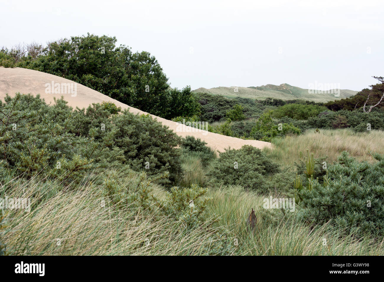Ainsdale Sand Dunes nature reserve, near Formby, Lancashire, England