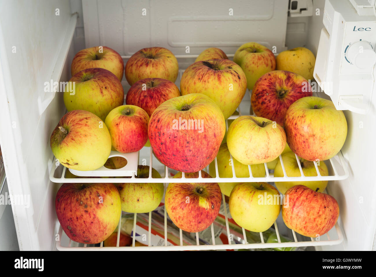 Apples from the garden overwintering in a surplus domestic refrigerator Stock Photo