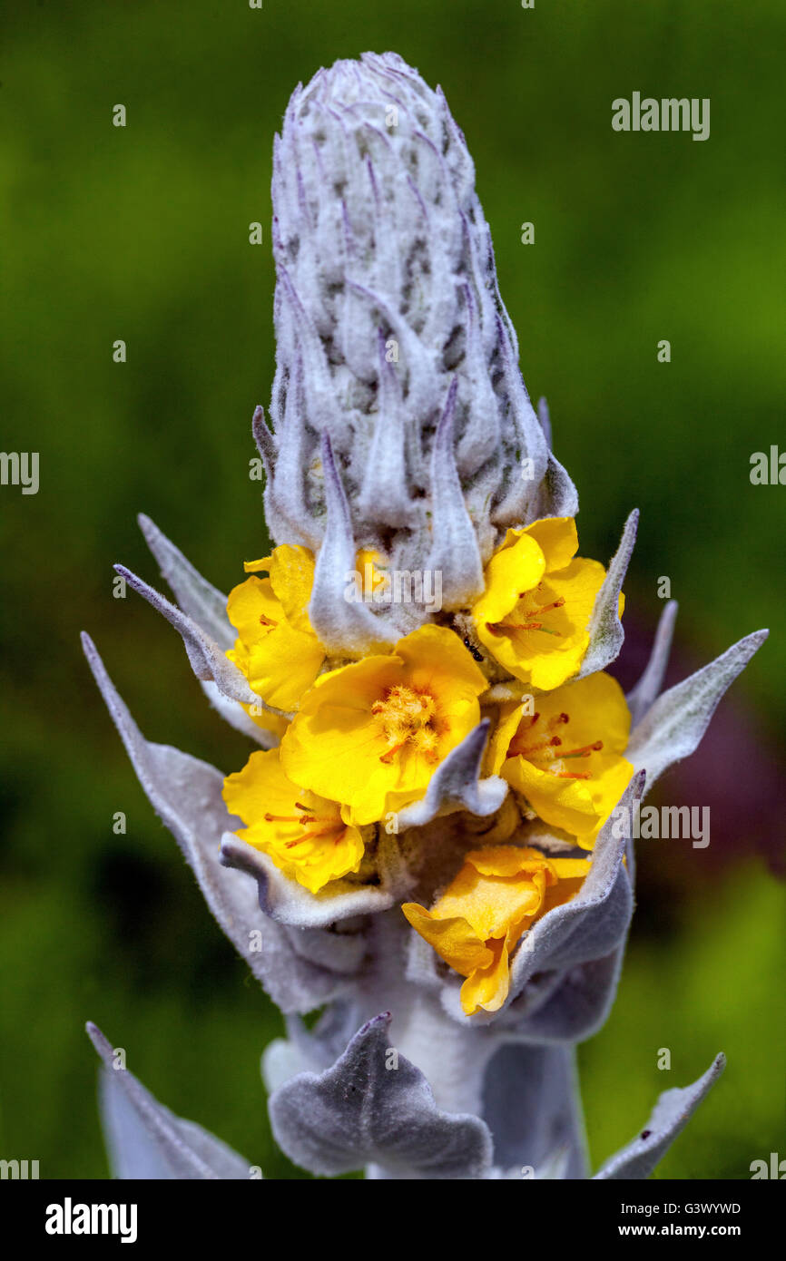 Silver mullein, Verbascum bombyciferum flower poke spike Stock Photo