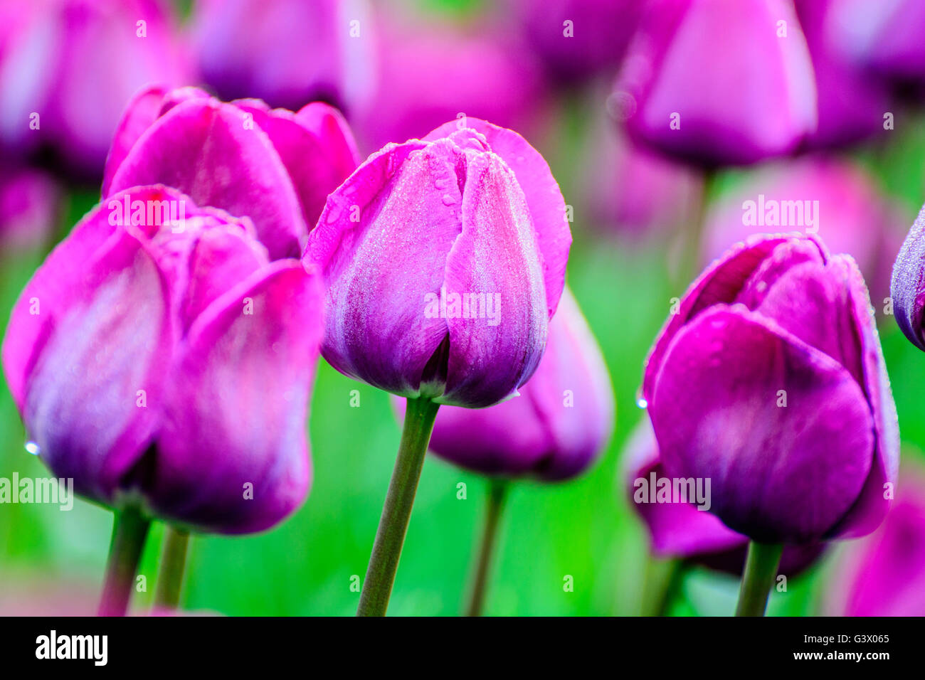 Mauve tullips in the morning Stock Photo