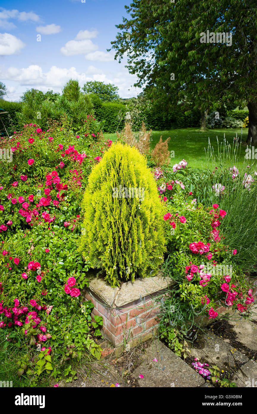 Dwarf conifer surrounded by Rosa Flower Carpet Stock Photo