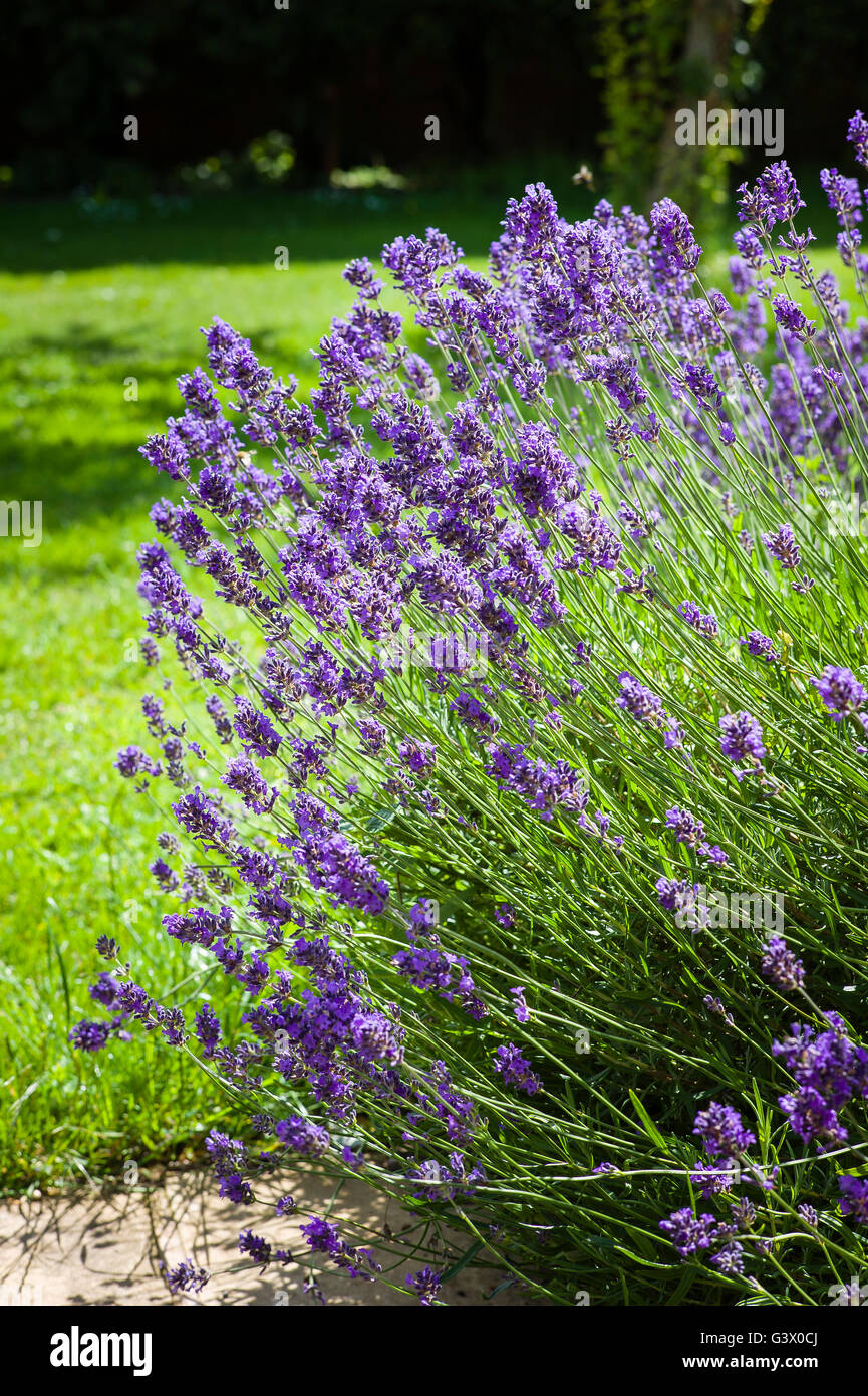 Lavender growing on the fringe of a lawn Stock Photo
