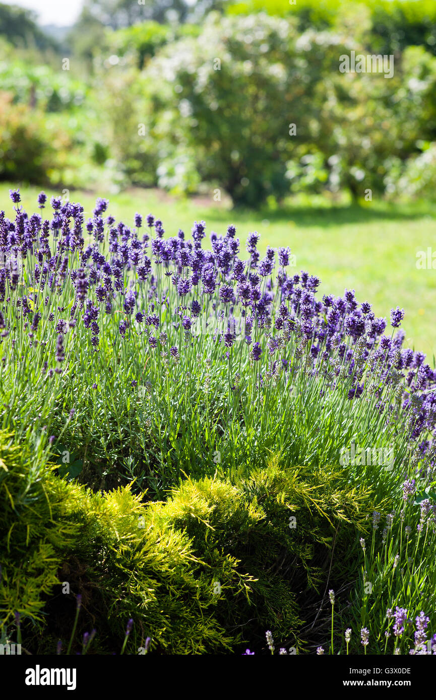 Lavender features in an open garden in summer Stock Photo