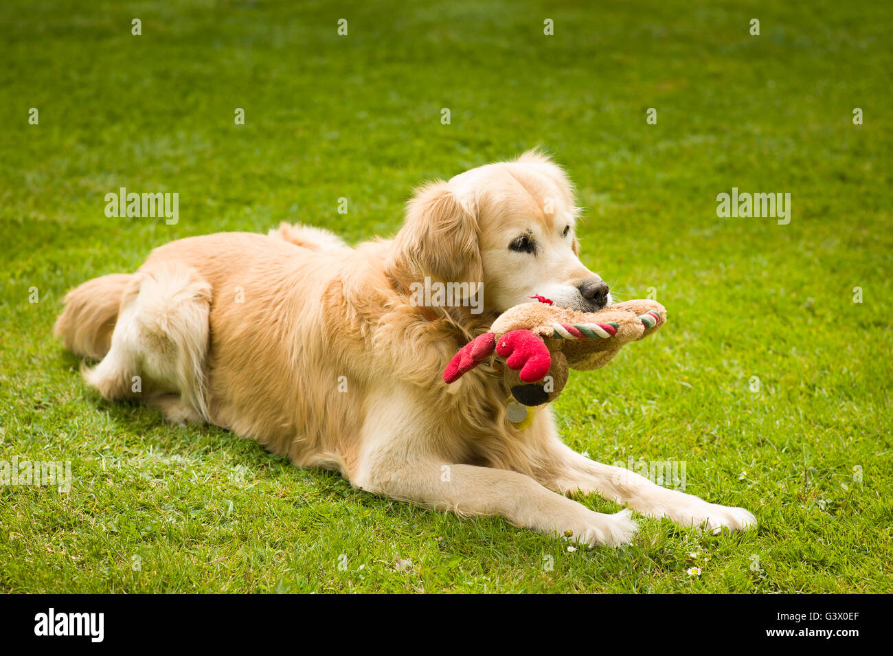 Golden retriever dog on lawn with a favourite toy in his mouth Stock ...