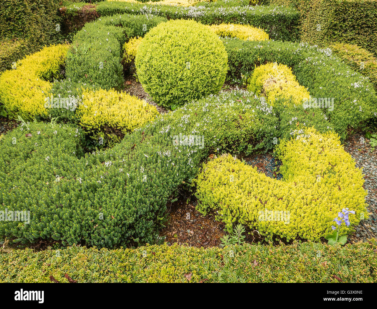 Enigmatic knot garden formed from box and erica plants Stock Photo