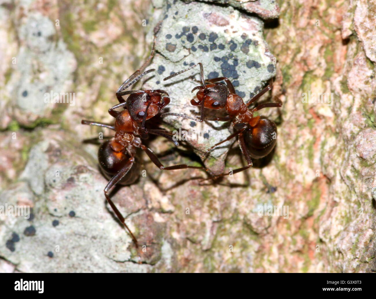 Reddish ants hires stock photography and images Alamy