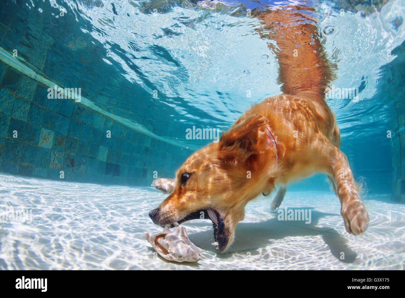 Chocolate Labrador Retriever Star Dives Underwater In Swimming Pool For