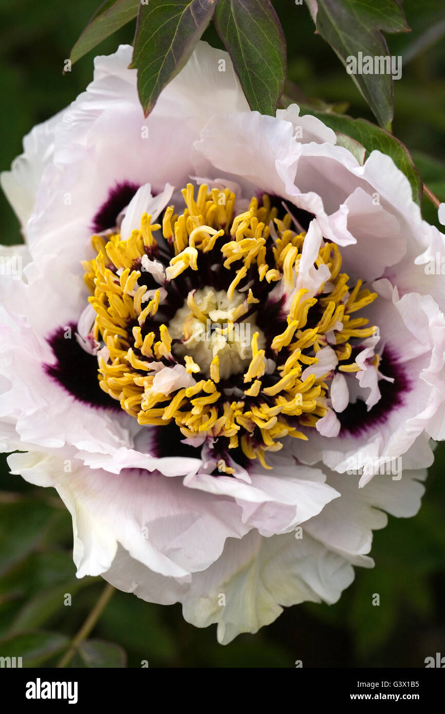 Paeonia rockii flower, Stock Photo