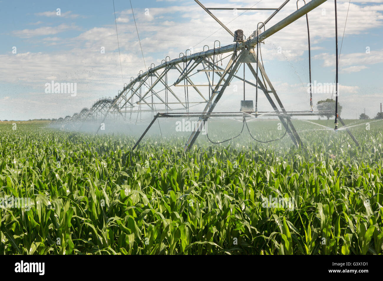 Large scale irrigation of a corn field July 25, 2015 outside Fort