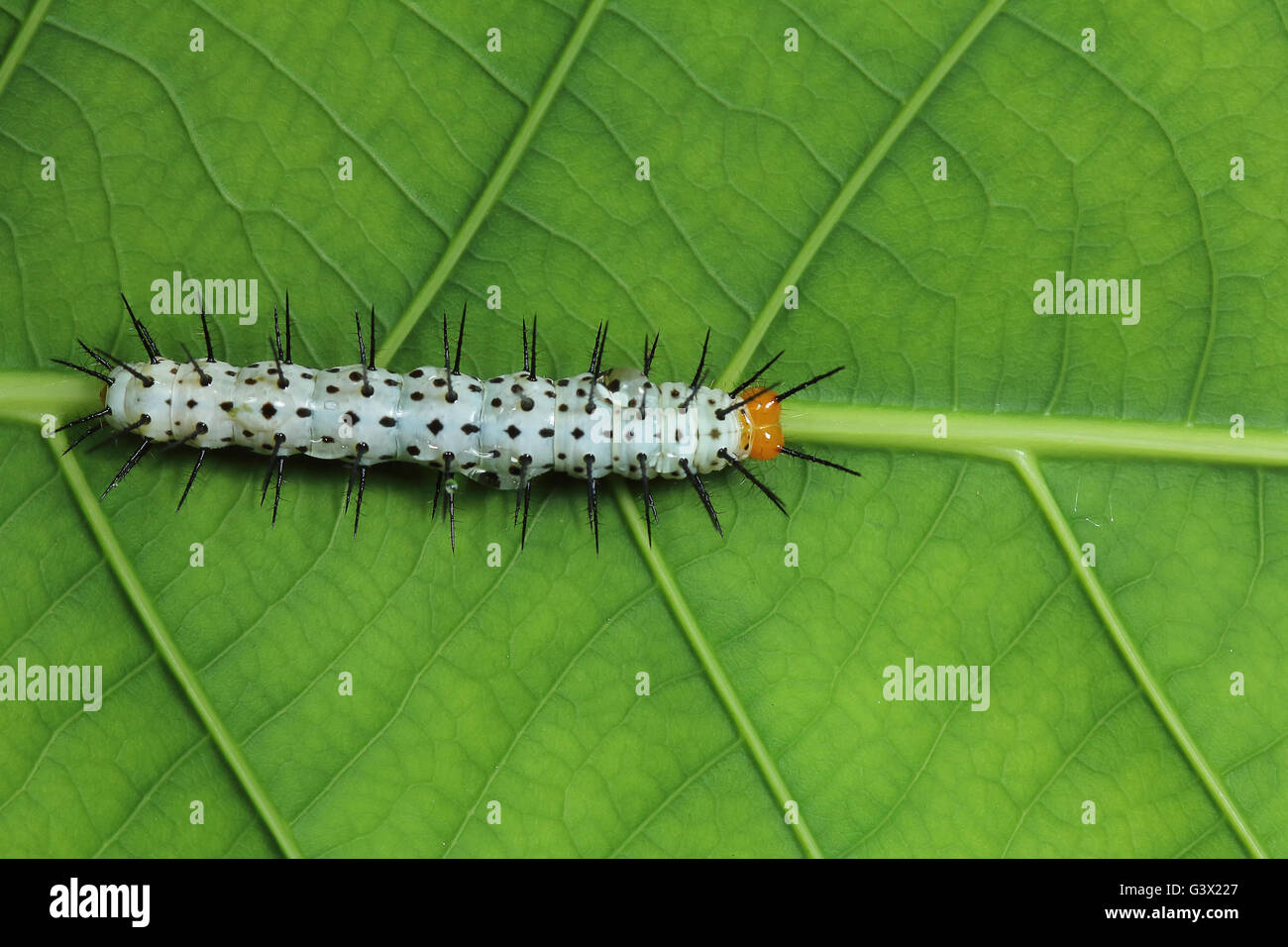 Caterpillar of Heliconius sp. Lepidoptera: Nymphalidae Stock Photo