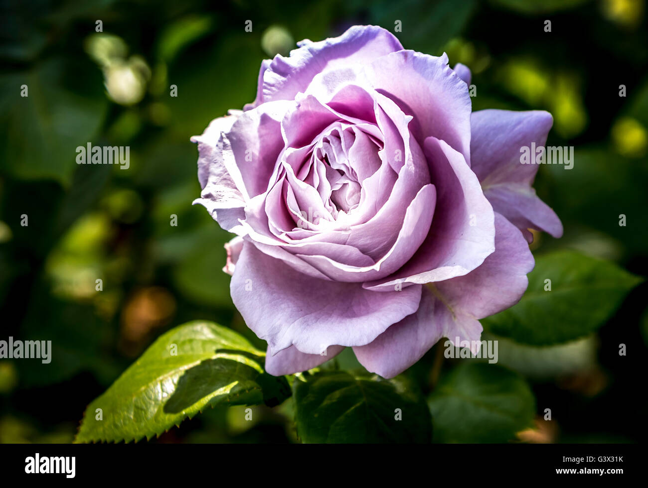 The enchanted lilac rose Stock Photo